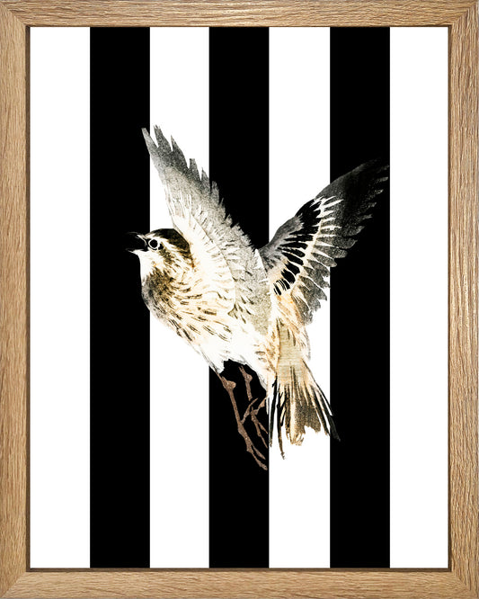 Volando Rayas UNITARIO