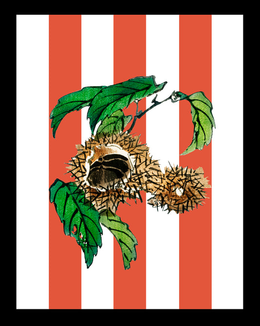 Castaño sandía UNITARIO