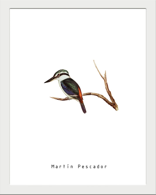 Martín Pescador UNITARIO