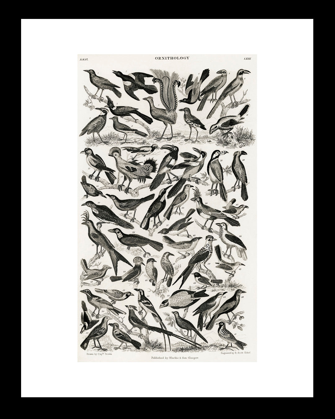 Panal de Aves UNITARIO