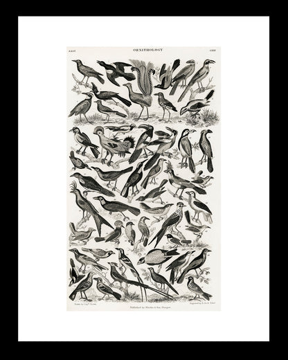 Panal de Aves UNITARIO