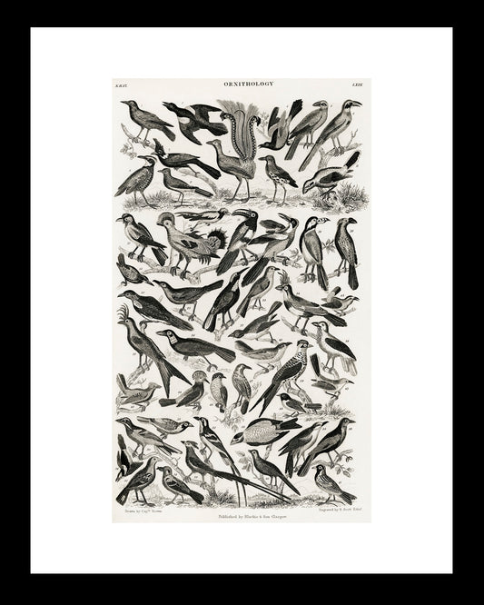 Panal de Aves UNITARIO