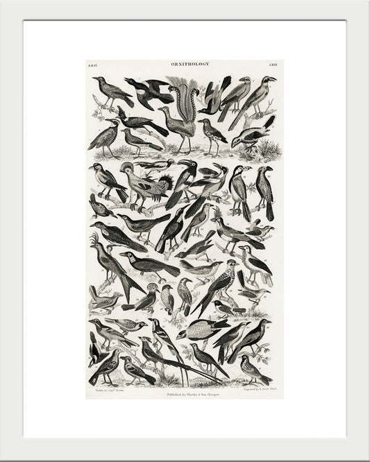 Panal de Aves UNITARIO