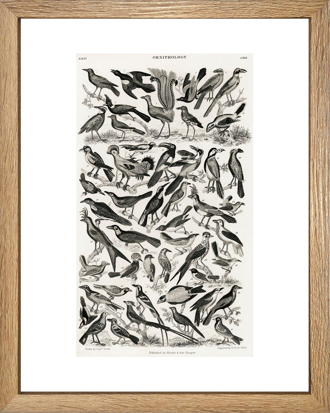 Panal de Aves UNITARIO