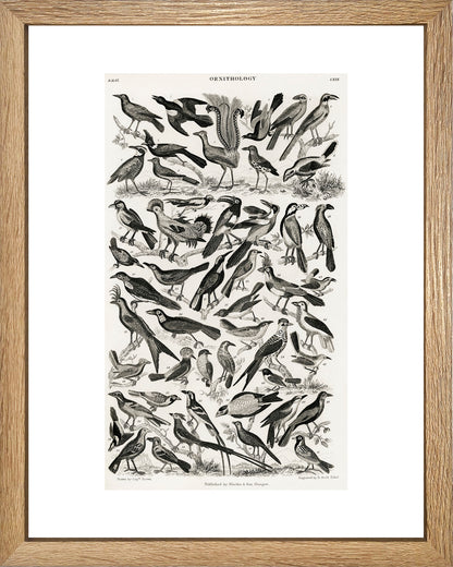 Panal de Aves UNITARIO