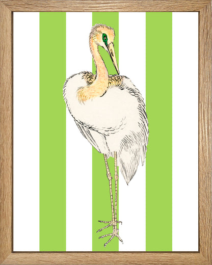 Señor Pluma UNITARIO