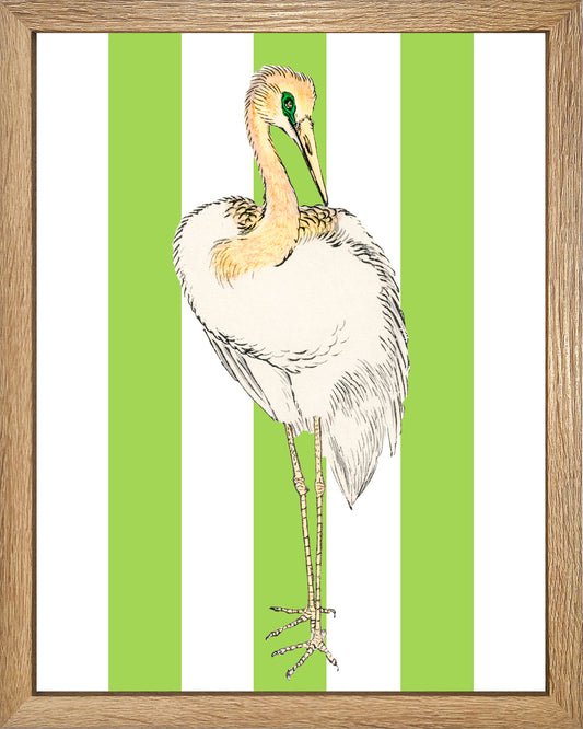 Señor Pluma UNITARIO