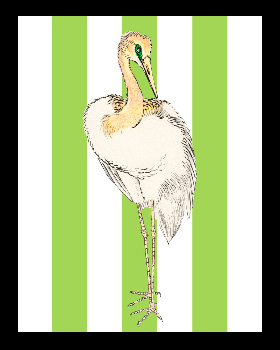 Señor Pluma UNITARIO