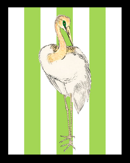 Señor Pluma UNITARIO