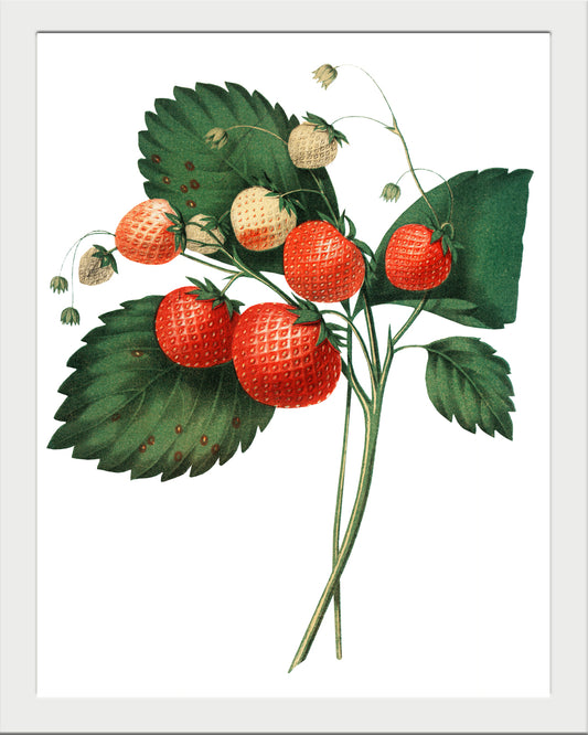 Simples frutillas UNITARIO